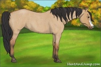 Horse Color:Bay Roan Dun