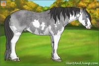 Horse Color:Blue Roan Splash 