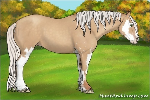 Horse Color:Silver Classic Champagne Sabino Splash Frame 