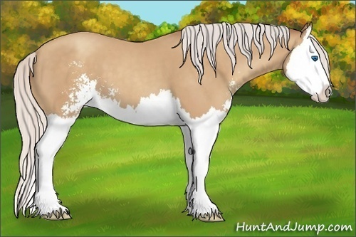 Horse Color:Silver Classic Champagne Sabino Splash