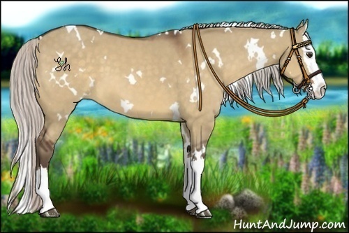 Horse Color:White Spotted Silver Bay Dun Splash 