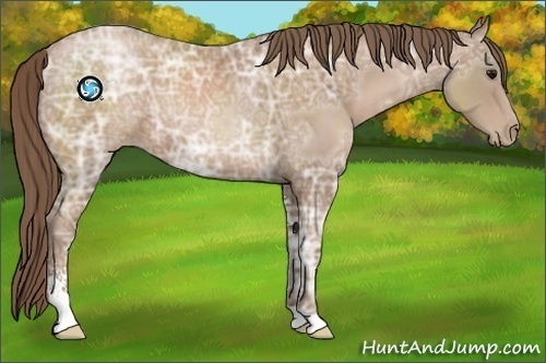 Horse Color:Black Ice Pearl Sabino 