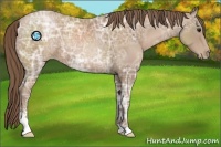 Horse Color:Black Ice Pearl Sabino