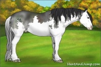 Horse Color:Black Splash
