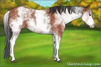 Horse Color:White Spotted Bay 