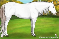 Horse Color:White Spotted Grullo Appaloosa Rabicano