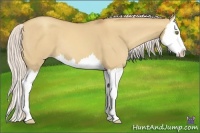 Horse Color:Silver Classic Champagne Dun Splash 