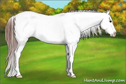 Horse Color:Black Splash Appaloosa 