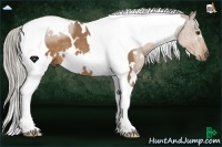 Horse Color:White Spotted Chocolate Palomino Tobiano 