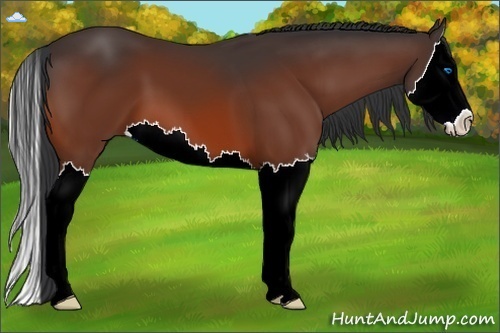 Horse Color:Bay Sabino Splash
