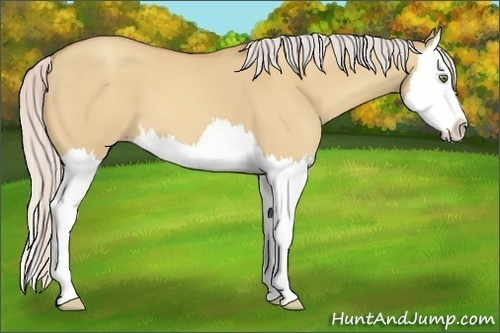 Horse Color:Silver Amber Champagne Dun Splash 