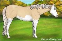 Horse Color:Silver Amber Champagne Dun Splash