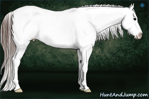 Horse Color:Brown Sabino Snowcap Rabicano 