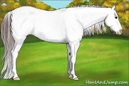 Horse Color:Grullo Roan Snowcap