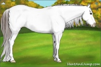 Horse Color:Grullo Roan Snowcap