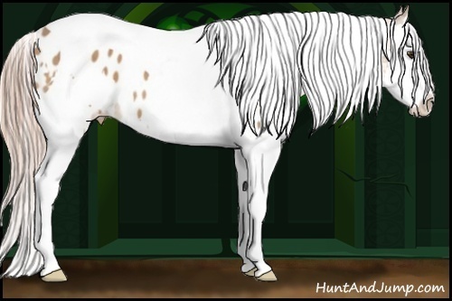 Horse Color:White Spotted Palomino Splash Tobiano Appaloosa 