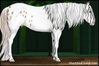 Horse Color:White Spotted Palomino Splash Tobiano Appaloosa