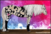 Horse Color:Palomino Tobiano Appaloosa Rabicano