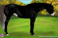 Horse Color:White Spotted Classic Champagne Splash