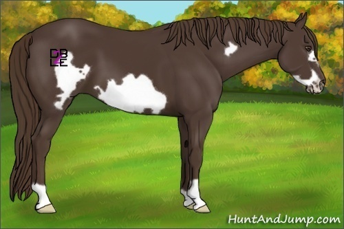 Horse Color:Liver Chestnut Frame 