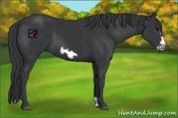 Horse Color:Black Frame 