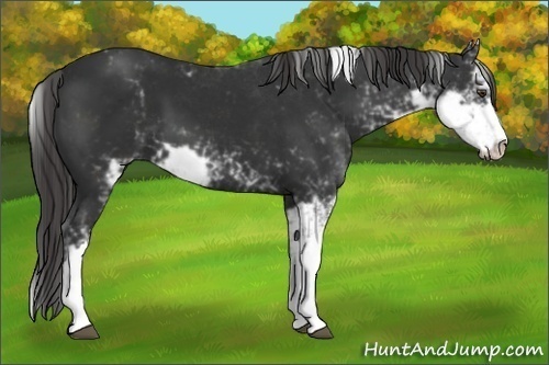 Horse Color:Liver Chestnut Sabino