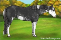 Horse Color:Liver Chestnut Sabino