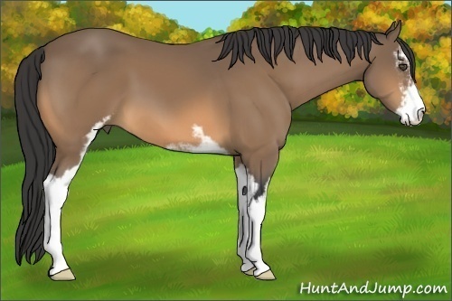 Horse Color:Buckskin Sabino