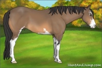 Horse Color:Buckskin Sabino
