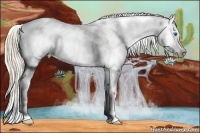 Horse Color:Perlino Roan Frame Appaloosa