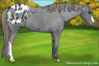 Horse Color:Smoky Black Appaloosa