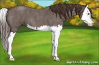 Horse Color:Liver Red Roan Splash