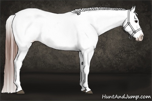Horse Color:White Spotted Brown Appaloosa