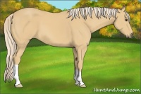 Horse Color:Palomino