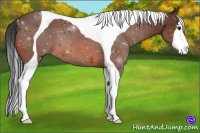 Horse Color:Bay Tobiano 