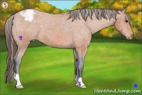 Horse Color:Bay Appaloosa 