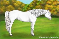 Horse Color:Palomino Appaloosa 