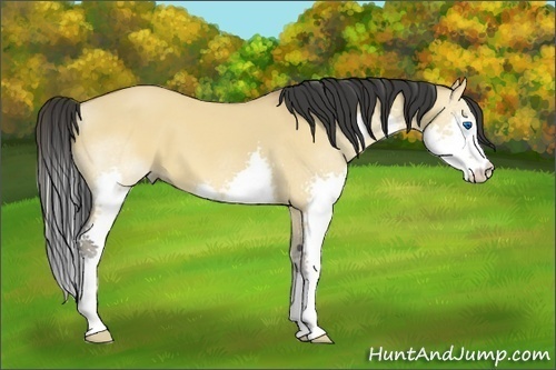 Horse Color:Bay Dun Splash 