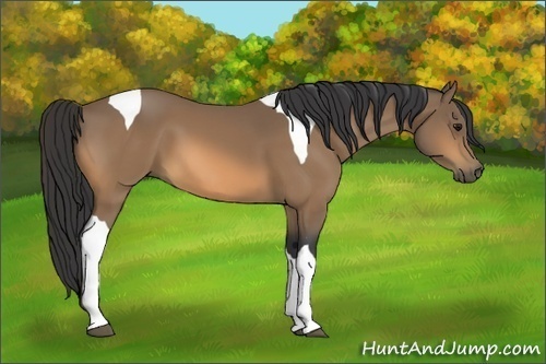Horse Color:Buckskin Tobiano 