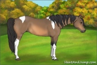 Horse Color:Buckskin Tobiano