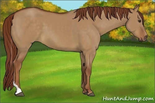 Horse Color:Red Dun Tobiano