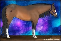 Horse Color:Buckskin Frame 