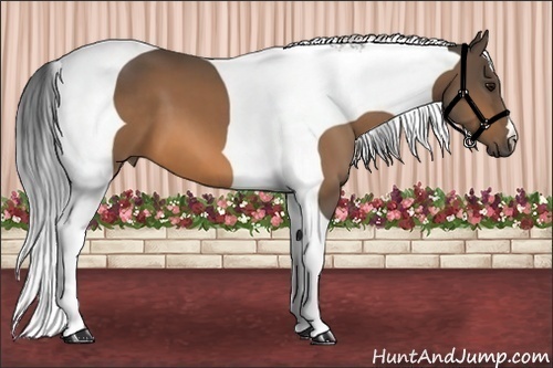 Horse Color:Buckskin Tobiano 