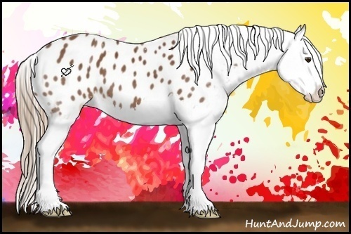 Horse Color:Chestnut Sabino Splash Appaloosa 