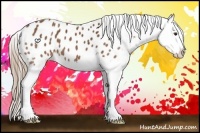 Horse Color:Chestnut Sabino Splash Appaloosa 