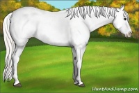 Horse Color:White Spotted Silver Black Appaloosa Rabicano 