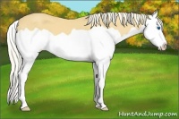 Horse Color:Unknown 