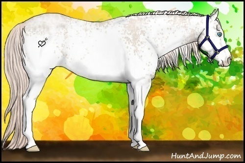 Horse Color:White Spotted Chocolate Palomino Ice Roan Pearl 