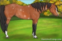 Horse Color:Bay Sabino 