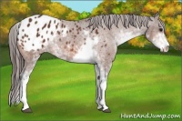 Horse Color:Bay Sabino Appaloosa